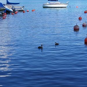 Great Crested Grebes, Lake Zurich