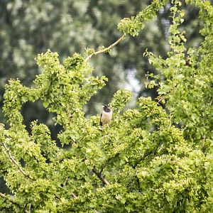 Rosy starling, Pastor roseus