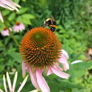 Bumble Bee, Cologne Botanical Garden