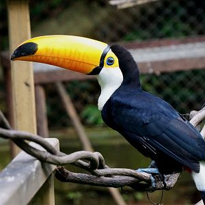 Toco toucan