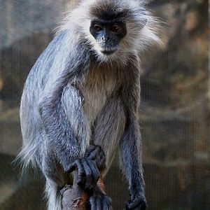 Indo-Chinese silver langur