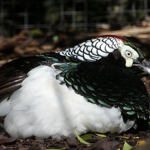 Lady Amherst's Pheasant