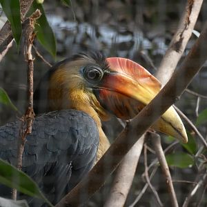 Sunda Wrinkled Hornbill