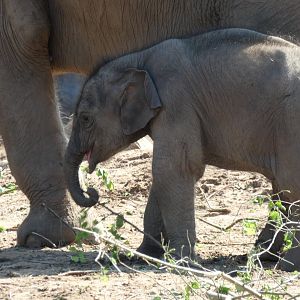Asian Elephant Calf