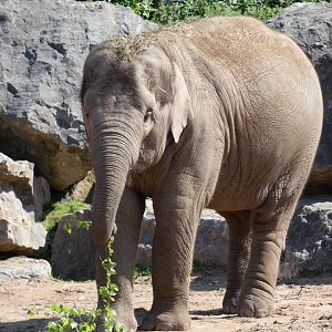 Young female Asian Elephant (Nandita)