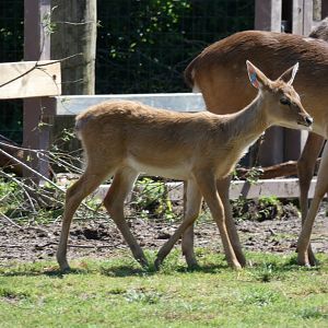 Brow-antlered Deer fawn