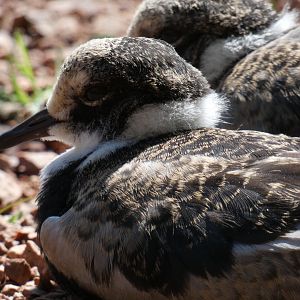Young Blacksmith Plover