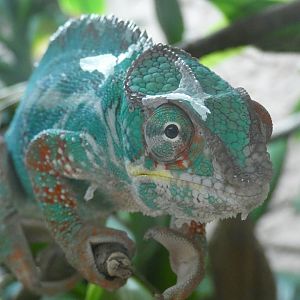 Panther Chameleon