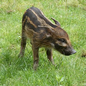 Red River Hog piglet