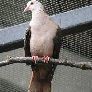 Pink Pigeon