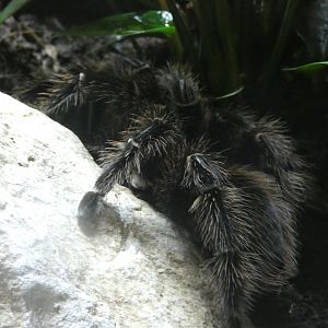 Brazilian Salmon Pink Tarantula