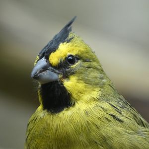 Yellow Cardinal