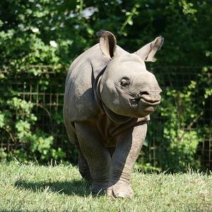 Indian Rhino Calf