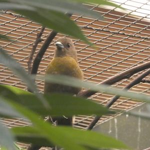 Scarlet-rumped Tanager female