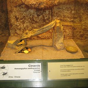 Riga Zoo - Tropical house - Insectarium exhibit #2