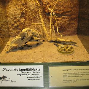 Riga Zoo - Tropical house - Insectarium exhibit #3
