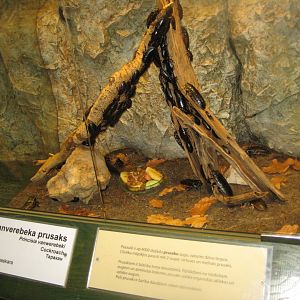 Riga Zoo - Tropical house - Insectarium exhibit #5