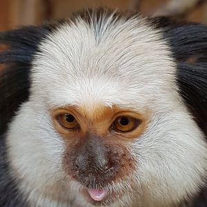 geoffrey marmoset