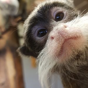 Emperor tamarin young