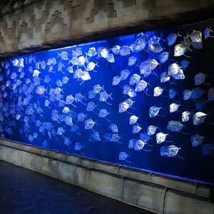 Great Maya Reef - Lookdown Exhibit