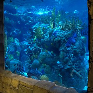 Great Maya Reef - Exhibit With Walk-through Tunnel