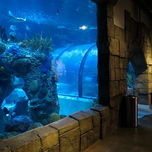 Great Maya Reef - Exhibit With Walk-through Tunnel
