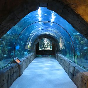 Great Maya Reef - Exhibit With Walk-through Tunnel