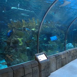 Great Maya Reef - Exhibit With Walk-through Tunnel