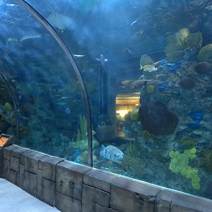 Great Maya Reef - Exhibit With Walk-through Tunnel