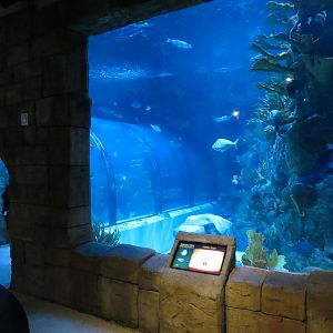 Great Maya Reef - Exhibit With Walk-through Tunnel