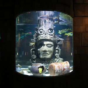 Great Maya Reef - Channel Tank