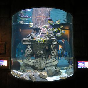 Great Maya Reef - Channel Tank