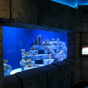 Great Maya Reef - Artificial Reef Tank