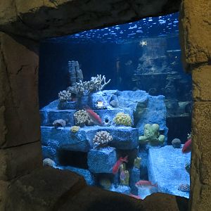 Great Maya Reef - After Dark Tank