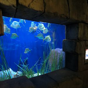 Great Maya Reef - Grass Beds Tank