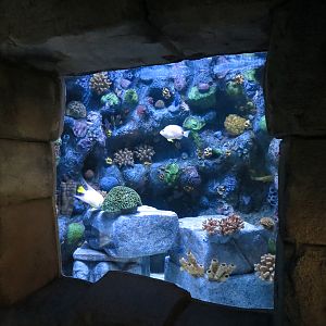 Great Maya Reef - Patch Reef Tank