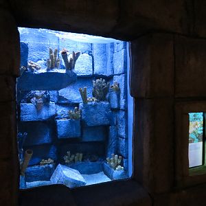 Great Maya Reef - Spotted Scorpionfish Tank