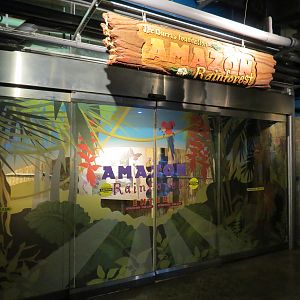 Amazon Rainforest - Entrance