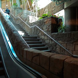 Amazon Rainforest - Entrance Stairs and Escalator