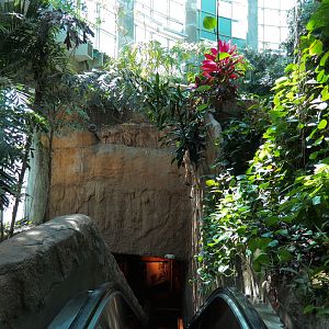 Amazon Rainforest - Top of Entrance Stairs and Escalator