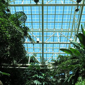 Amazon Rainforest - Skylight