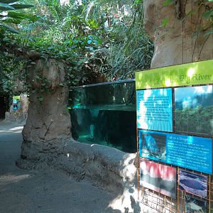 Amazon Rainforest - 'Life In The Big River' Exhibit