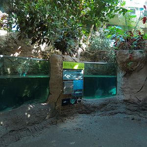 Amazon Rainforest - 'Life In The Big River' Exhibit