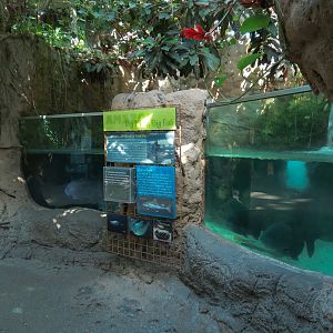 Amazon Rainforest - 'Life In The Big River' Exhibit