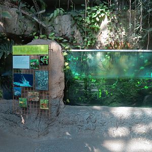 Amazon Rainforest - 'Shallow Flooded Forest' Exhibit