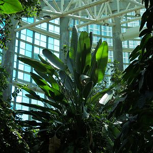 Amazon Rainforest - Interior