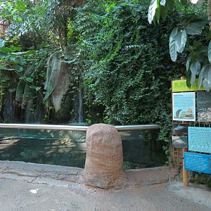Amazon Rainforest - 'Fast Moving Stream' Exhibit