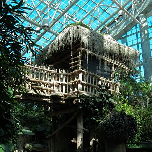 Amazon Rainforest - Elevated Path