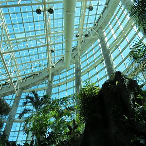 Amazon Rainforest - Interior