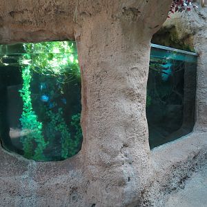 Amazon Rainforest - 'River's Edge' Exhibit